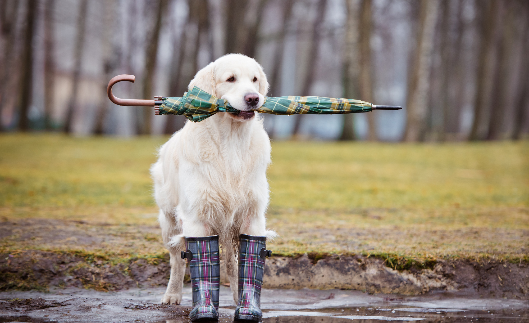 cottages that take dogs