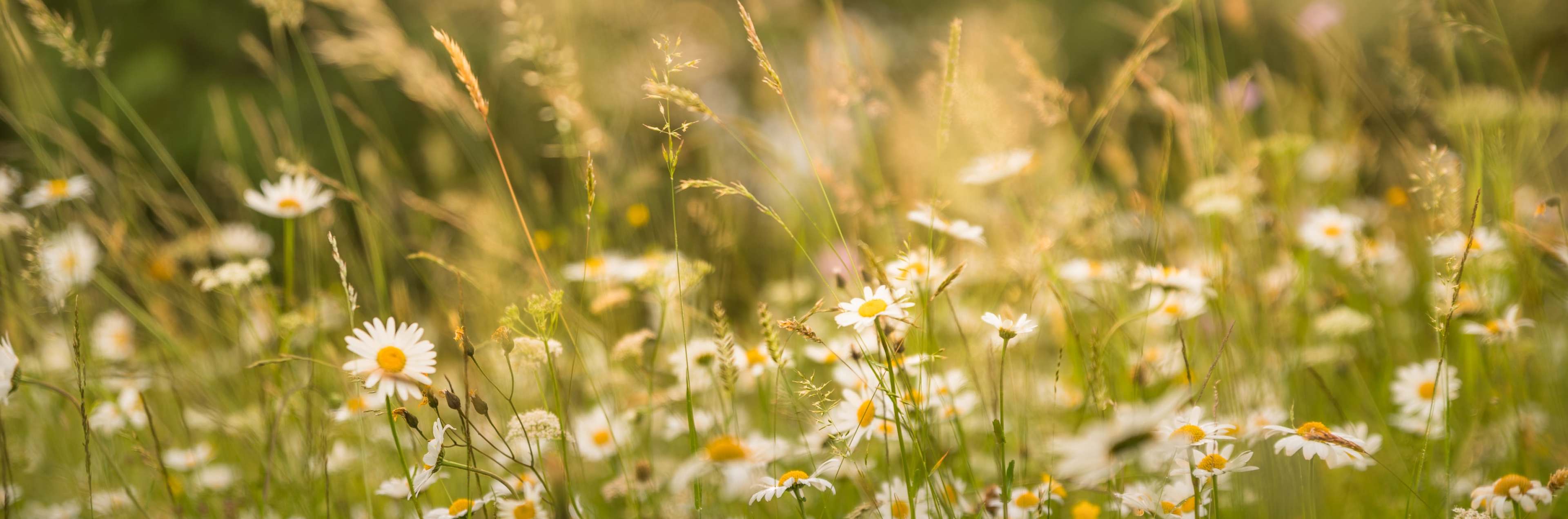 Daisy Fields